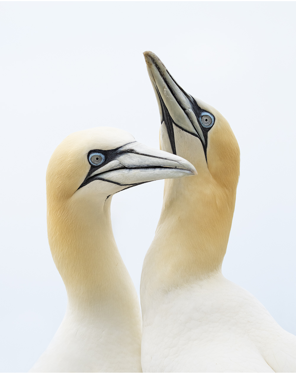 2 Fous De Bassan jake levin