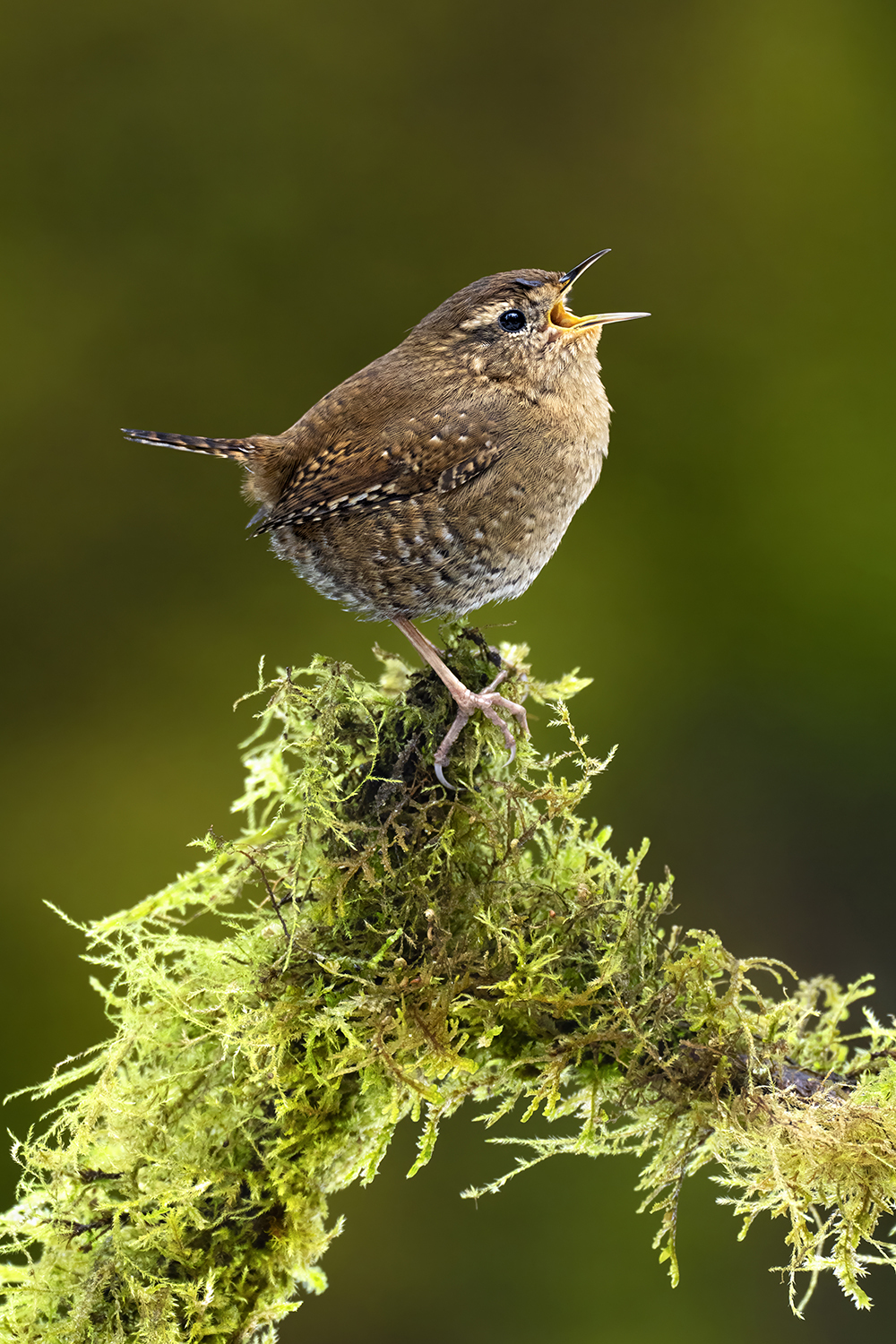 3 Sing Your Heart Out jake levin fb