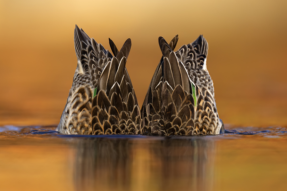 4 Sarcelles jake levin fb