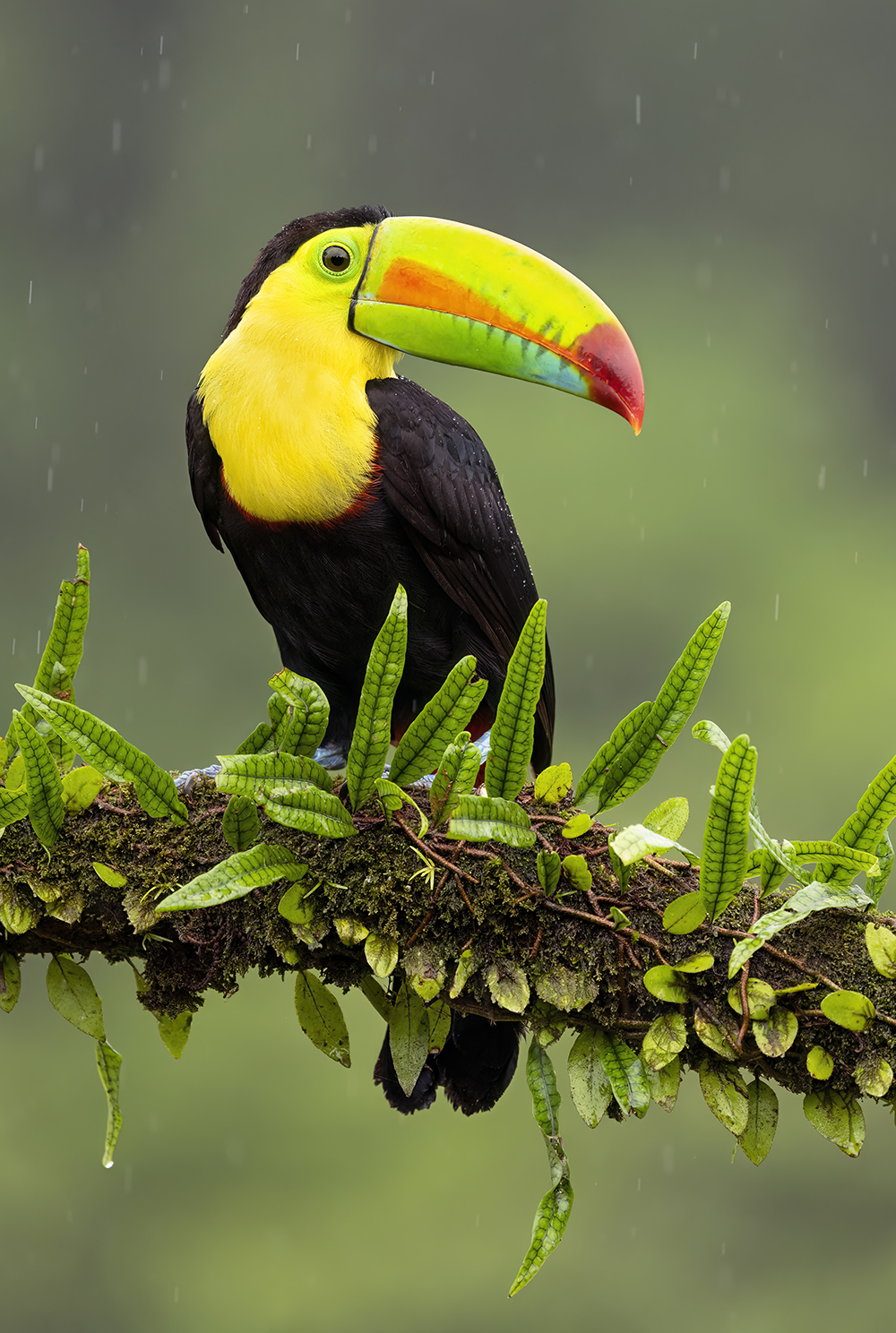 5 Toucan jake levin fb