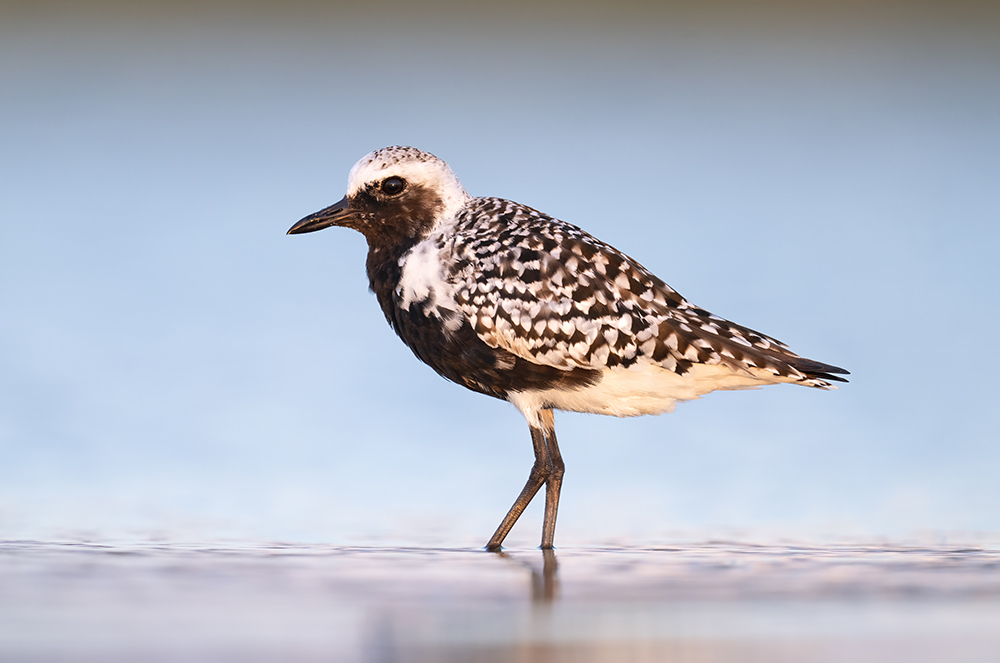 6 Pluvier jake levin fb