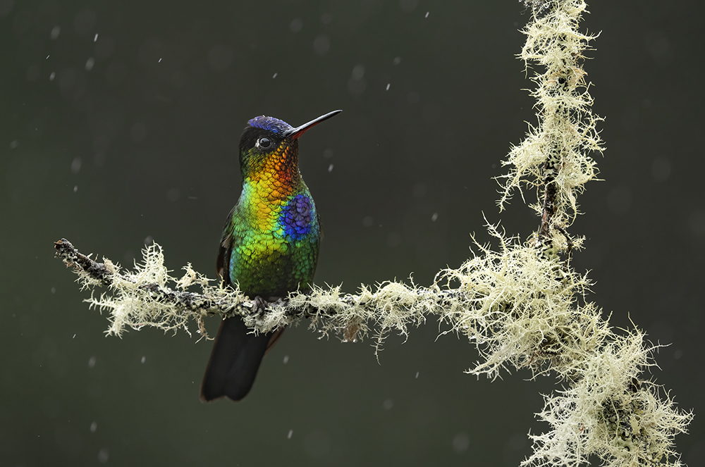 7 Colibri jake levin fb