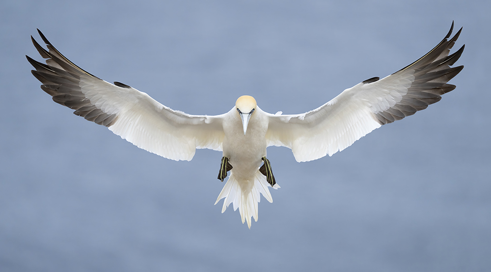 8 Foude Bassan jake levin fb