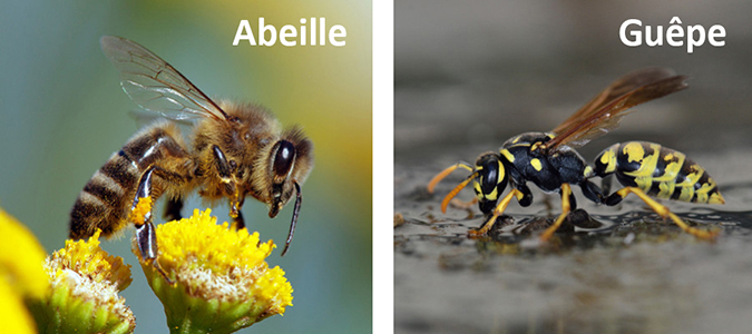 Abeille vs guêpe