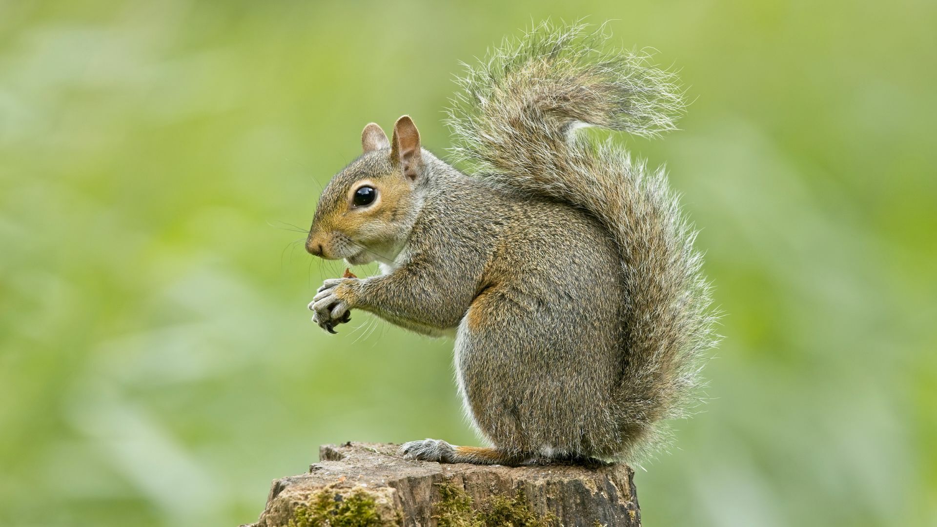Animaux sauvages