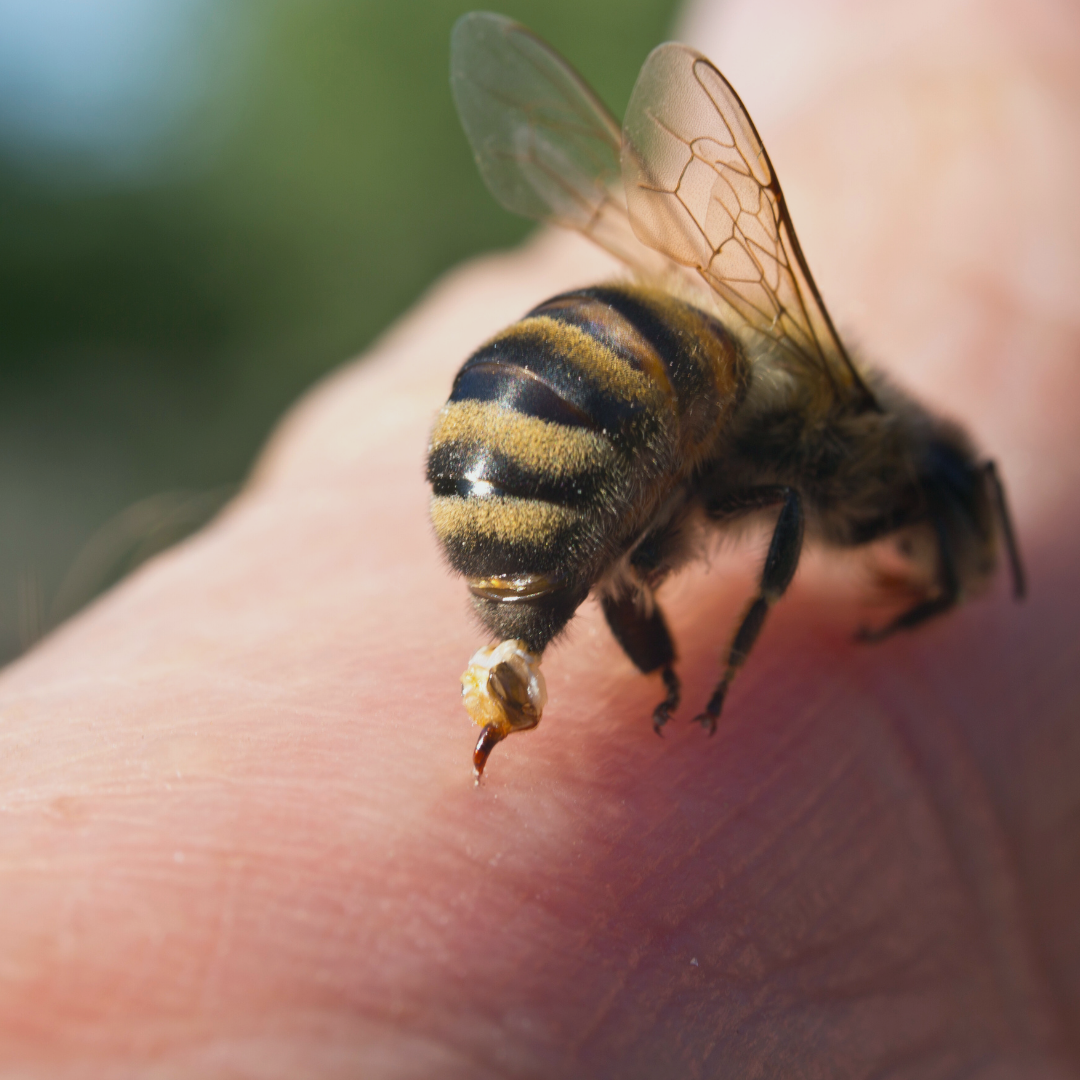 Atelier : Mes amis les insectes piqueurs